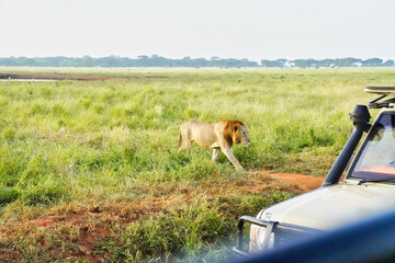 One of Tsavo's legendary maneless lions on the lookout for a morning meal at Tsavo National Park,...