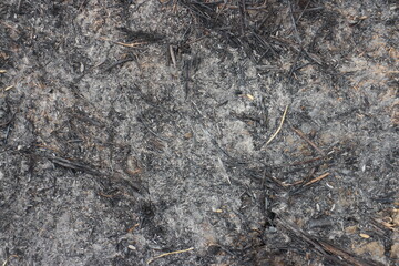 Black burnt grass, consequences after fire, soil damaged by fire and high temperatures. Vintage...