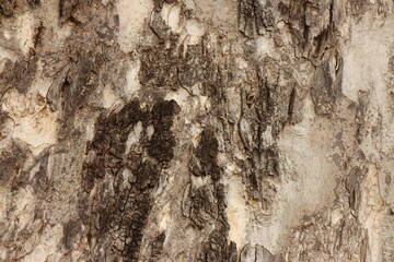 The bark of a large tree. Tree bark texture background.
