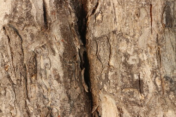The bark of a large tree. Tree bark texture background.