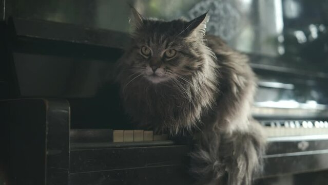 Cinematic,big cat sits on vintage old  black piano, cozy beautiful domestic animal, pet. close up. Grey kitty domestic adorable on black background. Music aducation concept. 4k