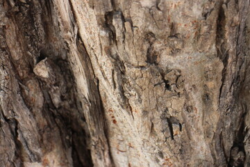 The bark of a large tree. Tree bark texture background.
