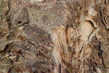 The bark of a large tree. Tree bark texture background.