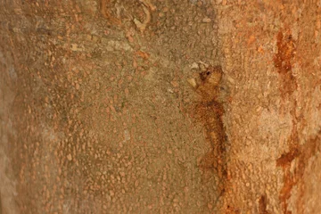  Tree bark texture background. The bark of a large tree © SISIRA