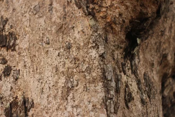Sierkussen Tree bark texture background. The bark of a large tree © SISIRA