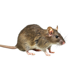 side view of rat on white background