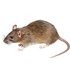 side view of rat on white background