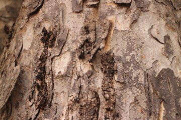 Tree bark texture background. The bark of a large tree