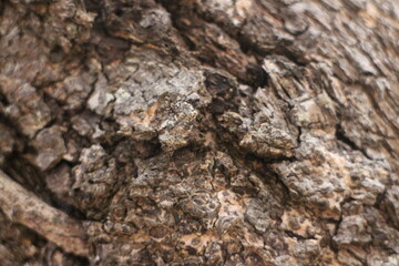 Tree bark texture background. Natural wooden background. The bark of a large tree