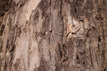 Tree bark texture background. Natural wooden background. The bark of a large tree