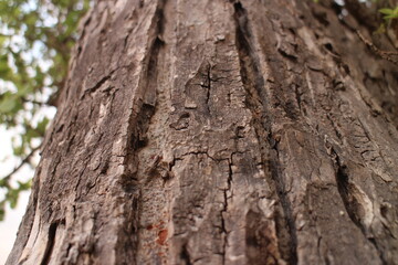 Tree bark texture background. Natural wooden background. The bark of a large tree