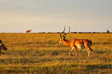 Male Impala in the evening sun in Maasai Mara, Kenya, Africa