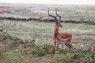A Male Impala with magnificient horns looks out for danger in Maasai Mara, Kenya, Africa