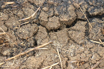 A cracked ground with grass growing out of it