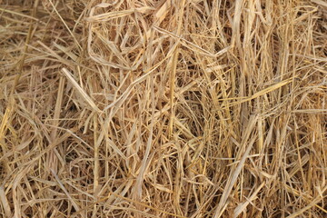 Close up of ground. Texture of straw.