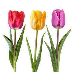 Three color of tulips on transparency background PNG
