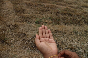 Open a woman's hand. hands in the grass