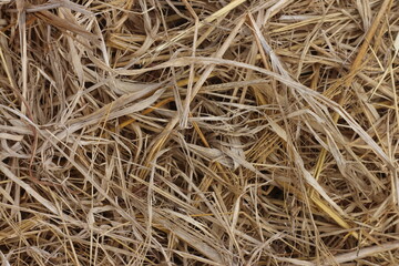Close up of ground. Texture of straw.