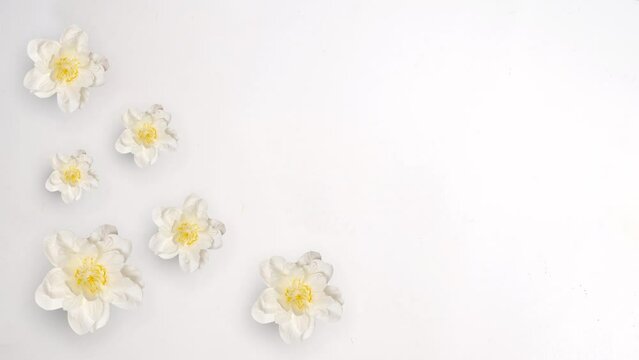 rotating white flowers on solid background, 4K motion, suitable for spring celebrate, background video,etc. 