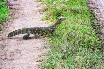 A Nile Monitor lizard with a broken tail on the game trails in Maasai Mara Game reserve,Kenya, Africa