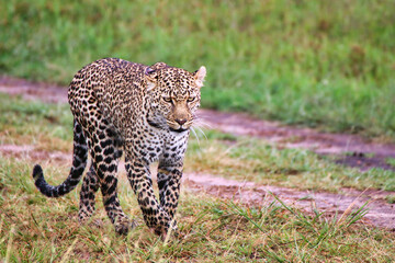 A Young Leopard on the safari trails in Maasai Mara game reserve, Kenya, Africa