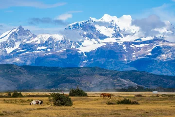 Crédence de cuisine en verre imprimé Cuernos del Paine Horses in Torres del Paine National Park in Chile Patagonia