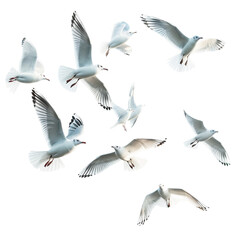 Seagulls flying isolated on white 