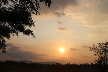 Fototapeta premium Summer Sunny Forest Trees And Green Grass. Nature Wood Sunlight Background. Instant Toned Image