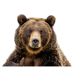 photo of grizzly bear showing middle finger, isolated on white background - obrazy, fototapety, plakaty