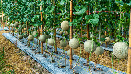 Cantaloupe musk melon fruit at the garden agriculture background. Green cantaloupe musk melon or persian melon outdoor at organic plantation pot.