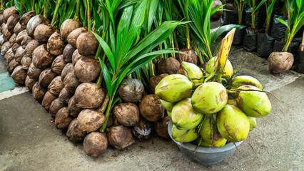 Bunch of fresh green coconut with brown coconut seedling plant sell at the market background.
