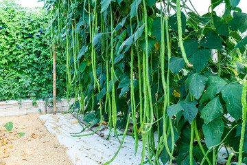 Green yardlong bean or cowpea agriculture in the garden background. Yard long bean or cow pea plantation at farm