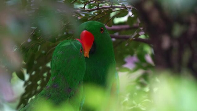 Two moluccan eclectus, eclectus roratus perching on branch in the forest under lush tree canopy, close up shot of an exotic parrot species.