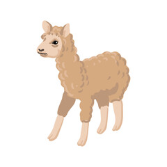 vector drawing llama, animal isolated at white background, hand drawn illustration