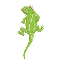 vector drawing green iguana isolated at white background, hand drawn illustration