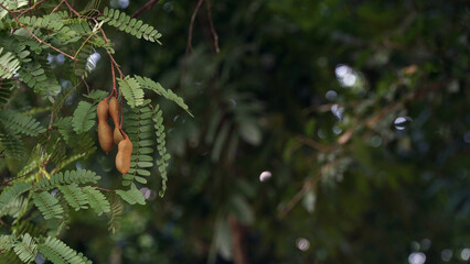 Tamarind fruit hangs on the tree. Blur background of green leaves
