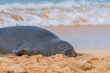 Closeup of Hawaiian monk seal sleeping on sand near ocean