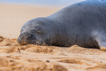 Closeup of Hawaiian monk seal on beach near ocean