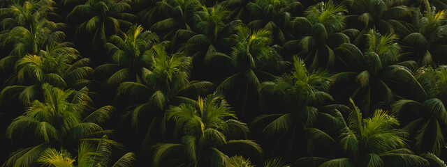 aerial view of coconut trees field in the sunrise