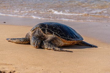 Green sea turtle basking in sun on tropical beach - 773654013