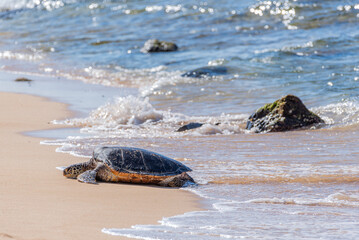 Green sea turtle crawling out of ocean onto sunny, sandy beach