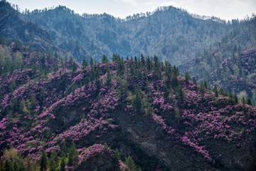 Mountain slopes covered with blooming Rhododendron dauricum bushes with flowers near Altai river Katun. - 773657471