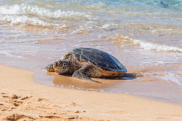 Green Sea Turtle basks on beach near ocean 