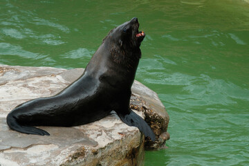 southern sea lion on the Atlantic Ocean, Mar Del Plata, Argentina, 25.03.2024