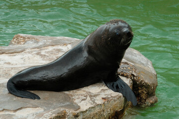 Fototapeta premium southern sea lion on the Atlantic Ocean, Mar Del Plata, Argentina, 25.03.2024