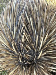 Echidnas are medium-sized, solitary mammals covered with coarse hair and spines.