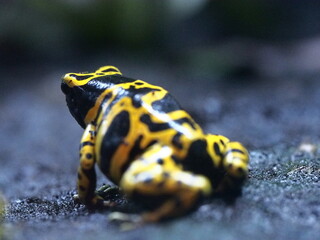 背面から撮影した黄色のヤドクガエル