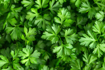 Texture made from bright green parsley plants. Spices. Ecological correct vitamin nutrition - obrazy, fototapety, plakaty