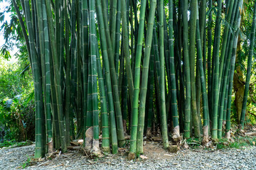 Green stem bamboo tree  with root background.