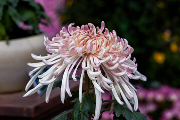 Close-up of large delicate blooming chrysanthemum flowers